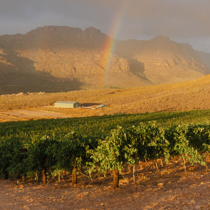 What is the history of Cape Town wine